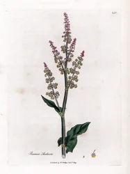 Acedera común o acedera grande - Garden sorrel, Rumex acetosa. Grabado en cobre coloreado a mano de una ilustración botánica de James Sowerby extraída de "Medical Botany" de William Woodville y Sir William Jackson Hooker, John Bohn, Londres.