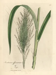 Caña de azúcar común, Saccharum officinarum