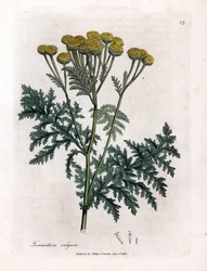 Tanaceto común o salpicón - Tansy, Tanacetum vulgare. Grabado en cobre coloreado a mano a partir de una ilustración botánica de James Sowerby de "Botánica Médica" de William Woodville y Sir William Jackson Hooker, John Bohn, Londres.