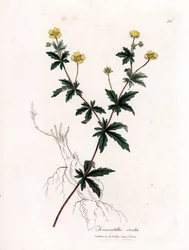 Tormentil común, Potentilla erecta. Grabado en cobre coloreado a mano a partir de una ilustración botánica de James Sowerby de "Medical Botany" de William Woodville y Sir William Jackson Hooker, John Bohn, Londres.