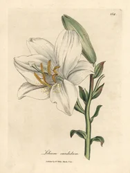 Lirio blanco común, Lilium candidum