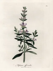 Compendio de hisopo. Grabado en cobre coloreado a mano a partir de un dibujo de James Sowerby (1757-1822), en Botanique Medicinale