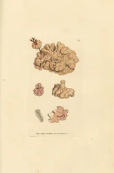 Especie coralina, Corallina auriculariaeformis. (¿Cactus coralino, Halimedia opuntia?) Grabado en cobre coloreado a mano por James Sowerby de The British Miscellany, or Coloured figures of new, rare, or little known animal subjects.