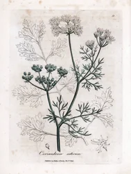 Cilantro (Coriandrum sativum). Grabado en cobre coloreado a mano a partir de una ilustración de James Sowerby. Extracto del libro de William Woodville y Sir William Jackson Hooker "Botanique medicinale" 1832. El incansable Sowerby (1757-1822) dibujó más de