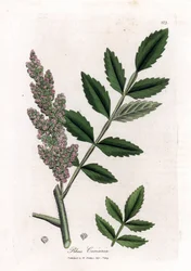 Corroyere o zumaque de los corroyeurs o viajeros - Zumaque de hoja de olmo, Rhus coriaria. Grabado en cobre coloreado a mano a partir de una ilustración botánica de James Sowerby de "Botánica Médica" de William Woodville y Sir William Jackson Hooker, John 