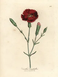 Clavel carmesí, rosa clavo, Dianthus caryophyllus