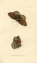 Frutilaria verde oscuro, Argynnis aglaia (mariposa Charlotte, Papilio charlotta). Grabado en cobre coloreado a mano por James Sowerby de The British Miscellany, or Coloured figures of new, rare, or little known animal subjects.