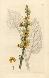 Gordolobo oscuro, Verbascum nigrum (gordolobo negro). Grabado en cobre coloreado a mano según una ilustración de James Sowerby de English Botany de James Smith, Londres