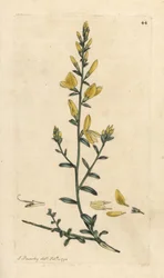 Genista tinctoria Grabado en cobre coloreado a mano según una ilustración de James Sowerby de James Smith