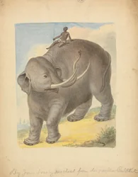 Elefante con jinete