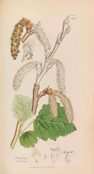 Botánica Inglesa, 1790-1800