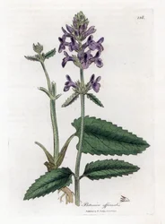 Epiary officinale o betoine - Betony de madera, Stachys officinalis. Grabado en cobre coloreado a mano de una ilustración botánica de James Sowerby extraída de "Medical Botany" de William Woodville y Sir William Jackson Hooker, John Bohn, Londres.