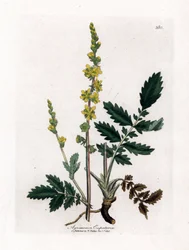 Agrimonia eupatoria, Agrimonia eupatoria. Grabado en cobre coloreado a mano a partir de una ilustración botánica de James Sowerby de "Medical Botany" de William Woodville y Sir William Jackson Hooker, John Bohn, Londres.