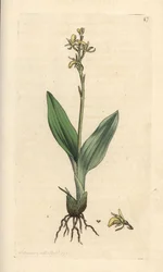 Orquídea de los pantanos, Liparis loeselii (Ophrys enana, Ophrys loeselii). Grabado en cobre coloreado a mano según una ilustración de James Sowerby de James Smith