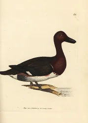 Porrón pardo, Aythya nyroca (Anas nyroca, pato de copete oliváceo). Grabado en cobre coloreado a mano de James Sowerby de The British Miscellany, or Coloured figures of new, rare, or little known animal subjects.