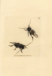 Grillo de campo, Gryllus campestris (Accheta campestris). Grabado en cobre coloreado a mano por James Sowerby de The British Miscellany, or Coloured figures of new, rare, or little known animal subjects.