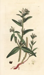 Buglossoides arvensis (Lithospermum arvense) (Gremil des champs) Grabado en cobre coloreado a mano según una ilustración de James Sowerby de James Smith