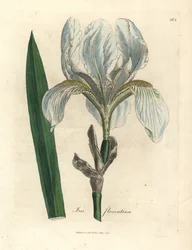 Iris florentino, Iris florentina