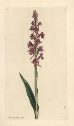 Fragrant orchid, Gymnadenia conopsea (Orquídea aromática, Orchis conopsea). Grabado en cobre coloreado a mano según una ilustración de James Sowerby de James Smith