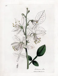 Fraxinelle - Fraxinela blanca o basarda, Dictamnus albus. Grabado en cobre coloreado a mano a partir de una ilustración botánica de James Sowerby de "Medical Botany" de William Woodville y Sir William Jackson Hooker, John Bohn, Londres.