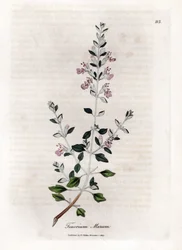 Germandree marum o germandree de gatos - Tomillo de gato, Teucrium marum. Grabado en cobre coloreado a mano de una ilustración botánica de James Sowerby de la obra de William Woodville y Sir William Jackson Hooker "Medical Botany", John Bohn, Londres.