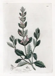 Germandree petit oak - Germander común, Teucrium chamaedrys. Grabado en cobre coloreado a mano de una ilustración botánica de James Sowerby extraída de "Medical Botany" de William Woodville y Sir William Jackson Hooker, John Bohn, Londres.