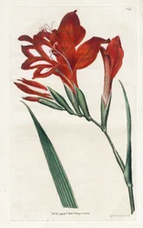 Glaieul cardinal - Litografía de James Sowerby (1757-1822), del Botanical Magazine de William Curtis (1746-1799)