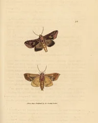 Polilla dorada, Autographa bractea (Phalaena Noctua bractea). Grabado en cobre coloreado a mano por James Sowerby de The British Miscellany, or Coloured figures of new, rare, or little known animal subjects.