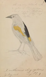 Cacique de alas doradas