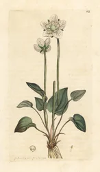 Hierba del Parnaso, Parnassia palustris Grabado en cobre coloreado a mano según una ilustración de James Sowerby de la obra Botánica inglesa de James Smith, Londres.
