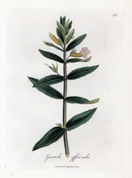 Gratiole officinale - Hisopo de seto, Gratiola officinalis. Grabado en cobre coloreado a mano de una ilustración botánica de James Sowerby extraída de "Medical Botany" de William Woodville y Sir William Jackson Hooker, John Bohn, Londres.