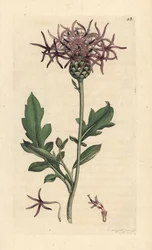 Centaurea scabiosa (Centauree scabieuse) Grabado en cobre coloreado a mano según una ilustración de James Sowerby de James Smith