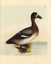 Pato cariblanco, Aythya marila, hembra (Anas fraenata). Grabado en cobre coloreado a mano por James Sowerby de The British Miscellany, or Coloured figures of new, rare, or little known animal subjects.