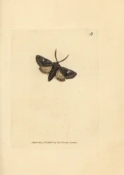 Polilla de puntos verdes, Valeria oleagina (Phalaena Bombyx oleagina). Grabado en cobre coloreado a mano por James Sowerby de The British Miscellany, or Coloured figures of new, rare, or little known animal subjects.