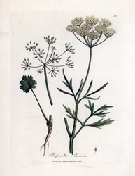 Anís verde (Pimpinella anisum). Grabado en cobre coloreado a mano a partir de una ilustración de James Sowerby. Extracto del libro de William Woodville y Sir William Jackson Hooker "Botanique medicinale" 1832. El incansable Sowerby (1757-1822) dibujó más d