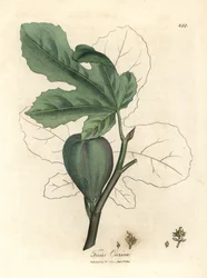 Higo verde, fruta, hojas, contorno de hoja, Ficus carica