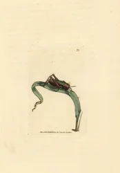 Saltamontes verde, Omocestus viridulus (Gryllus viridulus). Grabado en cobre coloreado a mano por James Sowerby de The British Miscellany, or Coloured figures of new, rare, or little known animal subjects.