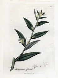Gremil officinal o hierba perla - Gromwell, Lithospermum officinale. Grabado en cobre coloreado a mano a partir de una ilustración botánica de James Sowerby de "Medical Botany" de William Woodville y Sir William Jackson Hooker, John Bohn, Londres.