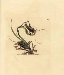 Grillo gris, Platycleis grisea (Langosta gris, Locust grisea). Grabado en cobre coloreado a mano por James Sowerby de The British Miscellany, or Coloured figures of new, rare, or little known animal subjects.