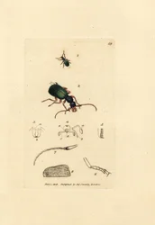 Escarabajo de tierra, Drypta dentata (Golden-mouthed carabus, Carabus chrysostomos). Grabado en cobre coloreado a mano por James Sowerby de The British Miscellany, or Coloured figures of new, rare, or little known animal subjects.