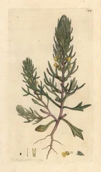 Ground pine, Ajuga chamaepitys (abeto) Grabado en cobre coloreado a mano según una ilustración de James Sowerby de James Smith