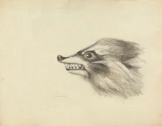 Cabeza de mapache