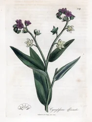 Lengua de sabueso, Cynoglossum officinale. Grabado en cobre coloreado a mano de una ilustración botánica de James Sowerby de "Botánica Médica" de William Woodville y Sir William Jackson Hooker, John Bohn, Londres.