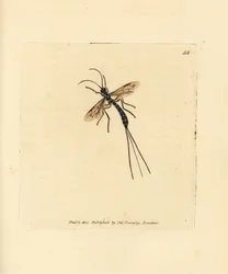Mosca Ichneumon, Rhyssa persuasoria (Ichneumon persuasorius). Grabado en cobre coloreado a mano por James Sowerby de The British Miscellany, or Coloured figures of new, rare, or little known animal subjects.