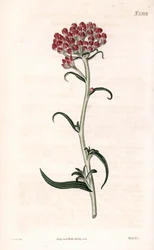 Estrella siempreviva - Helichrysum stellatum (Gnaphalium congestum). Grabado en cobre coloreado a mano por Weddell a partir de una ilustración de James Sowerby del "Botanical Magazine" de Samuel Curtis, Londres.