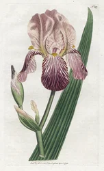 Iris a olor de saúco - Litografía de James Sowerby (1757-1822), lámina de William Curtis