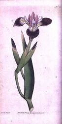 Iris vericolor, lámina 21 del 