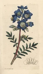 Escalera de Jacob o valeriana griega, Polemonium caeruleum Grabado en cobre coloreado a mano según una ilustración de James Sowerby de Botánica inglesa de James Smith, Londres.