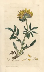 Anthyllis vulneraria (Anthyllide vulneraire) Grabado en cobre coloreado a mano según una ilustración de James Sowerby de James Smith