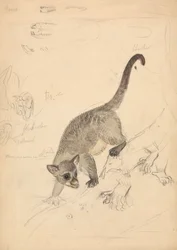 Kinkajou